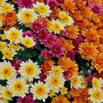 Цветы Хризантема индийская Индикум смесь (50шт) РО