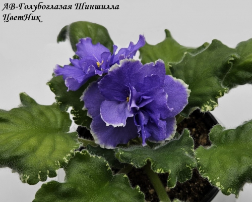Фиалка АВ-Голубоглазая Шиншилла (857-43)