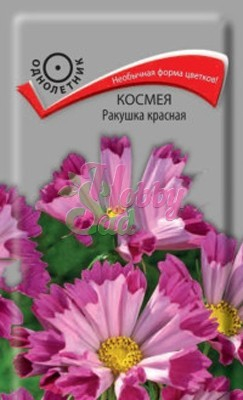Цветы Космея Ракушка красная (0,1 г) Поиск