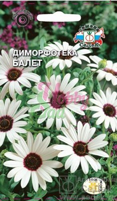 Цветы Диморфотека Балет  (0,3 г) Седек