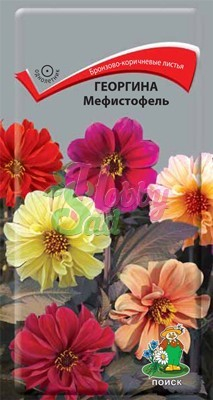 Цветы Георгина Мефистофель (0,2 г) Поиск