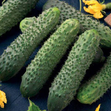 ОГУРЕЦ ТОНУС F1