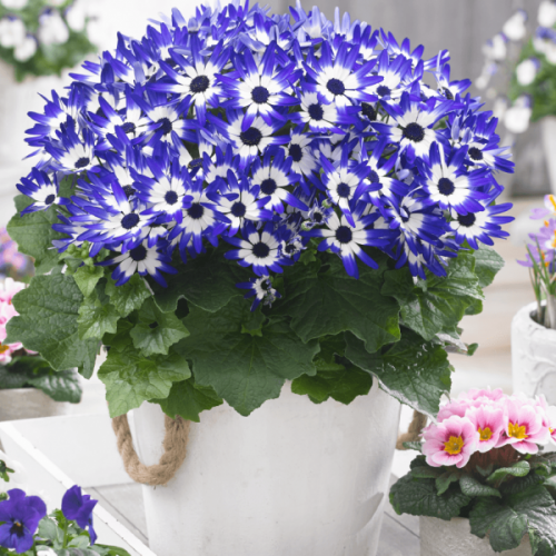 Цинерария Senetti Blue Bicolor 15, укорененные черенки