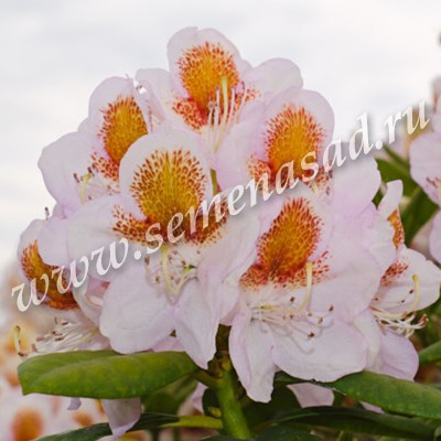 Рододендрон гибридный Миссис Т.Х. Ловински (цветки светло-розовые с терракотовым пятном)