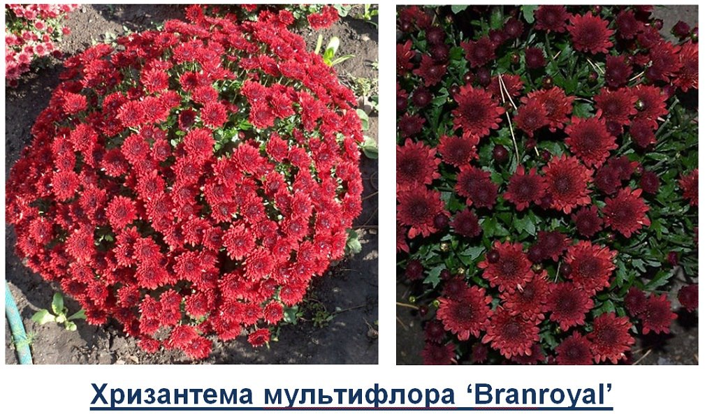 Хризантема бранбич крем фото