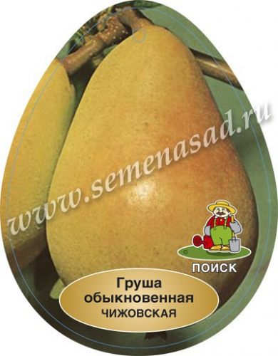 Груша Чижовская (в коробке) (позднелетний, плод желто-зеленый)