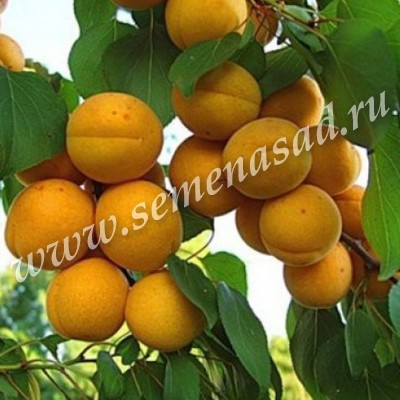 Абрикос Погремок (ранний, плод оранжевый)
