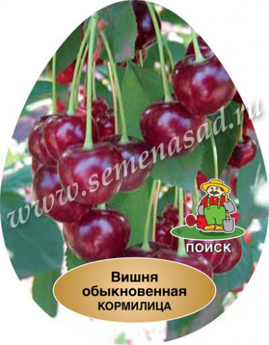 Вишня Кормилица (Дюк) (гибрид вишня х черешня, средний, плод темно-красный)