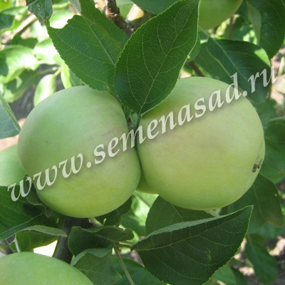 Яблоня карликовая Юнга (в коробке) (позднелетний, плод светло-желтый с легким загаром)