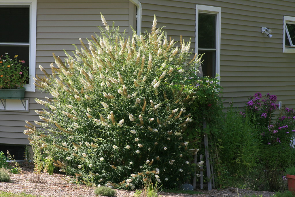 Буддлея white profusion фото