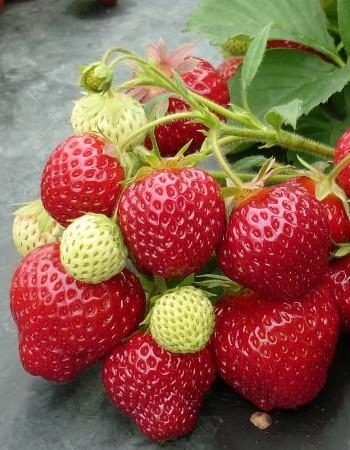 Земляника Корона