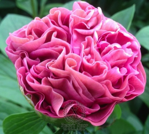 +В БРОНИ 1ящик! Carnation Bouquet