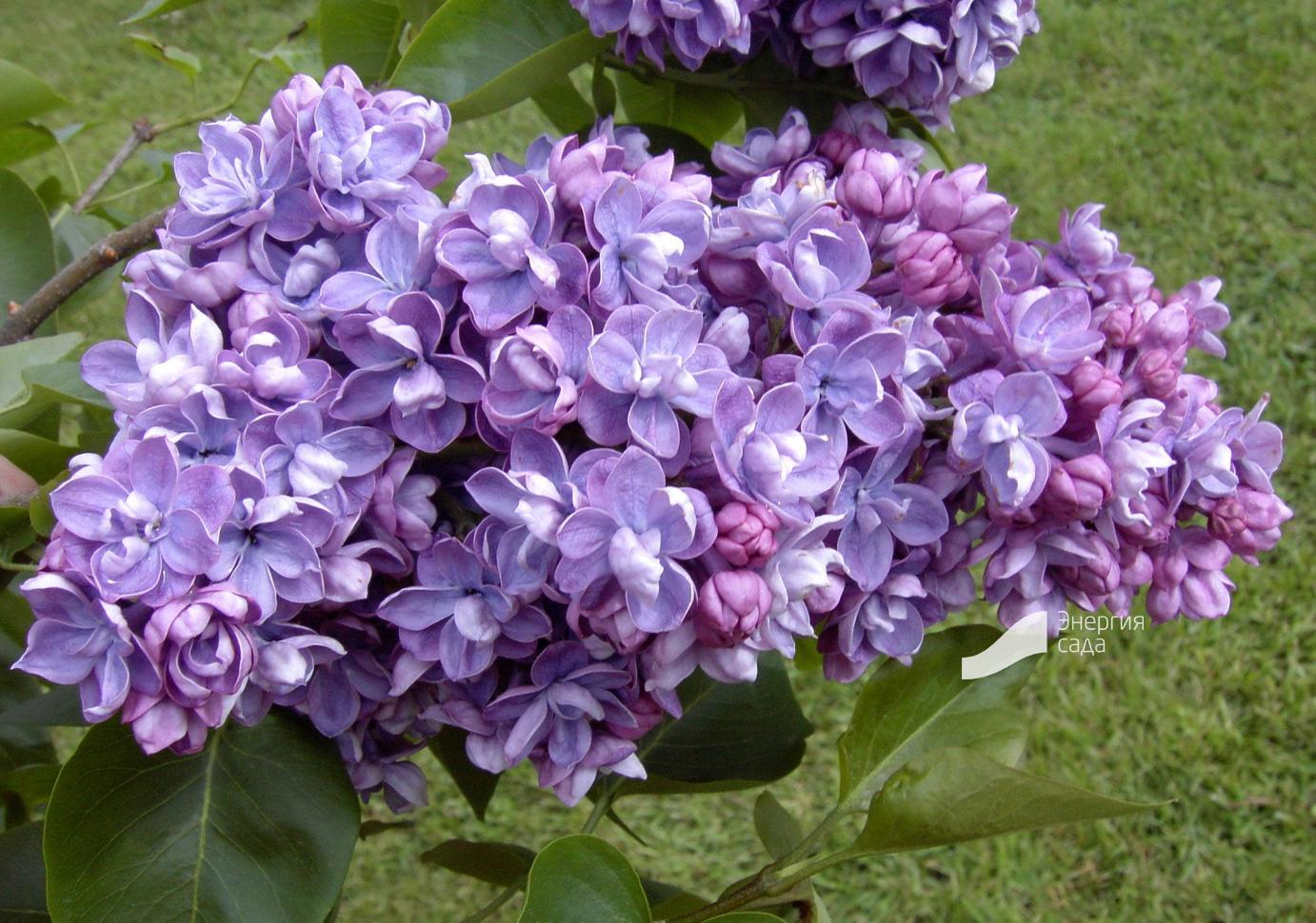 СИРЕНЬ АМИ ШОТ горшок р7