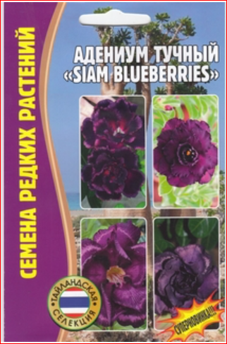 Семена Адениум тучный Siam blueberries (3 сем.) Селекция Тайланд