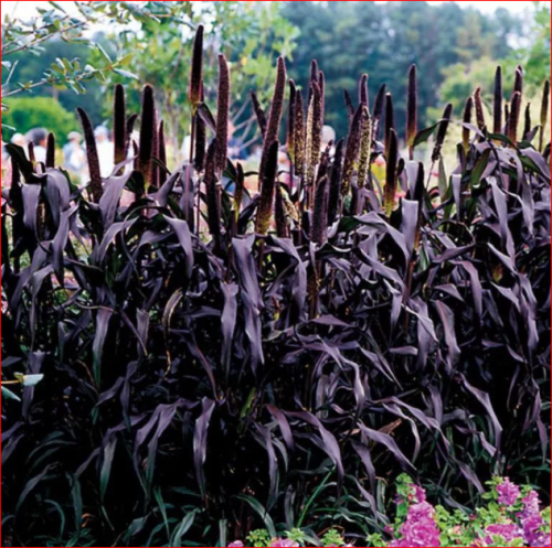 Семена Просо Пурпурное Парпл/Фиолетовое 80 сем.