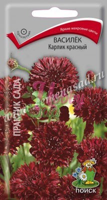 Цветы Василек Карлик красный (0,1 г) Поиск