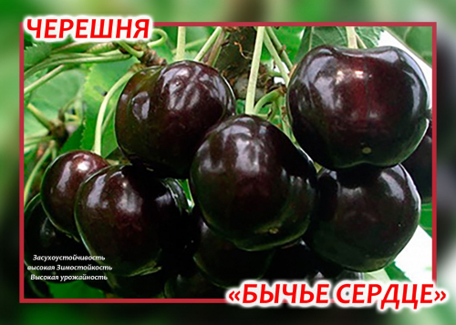 Черешня Бычье сердце
