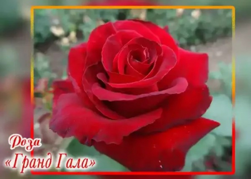 Роза гранд гала фото и описание
