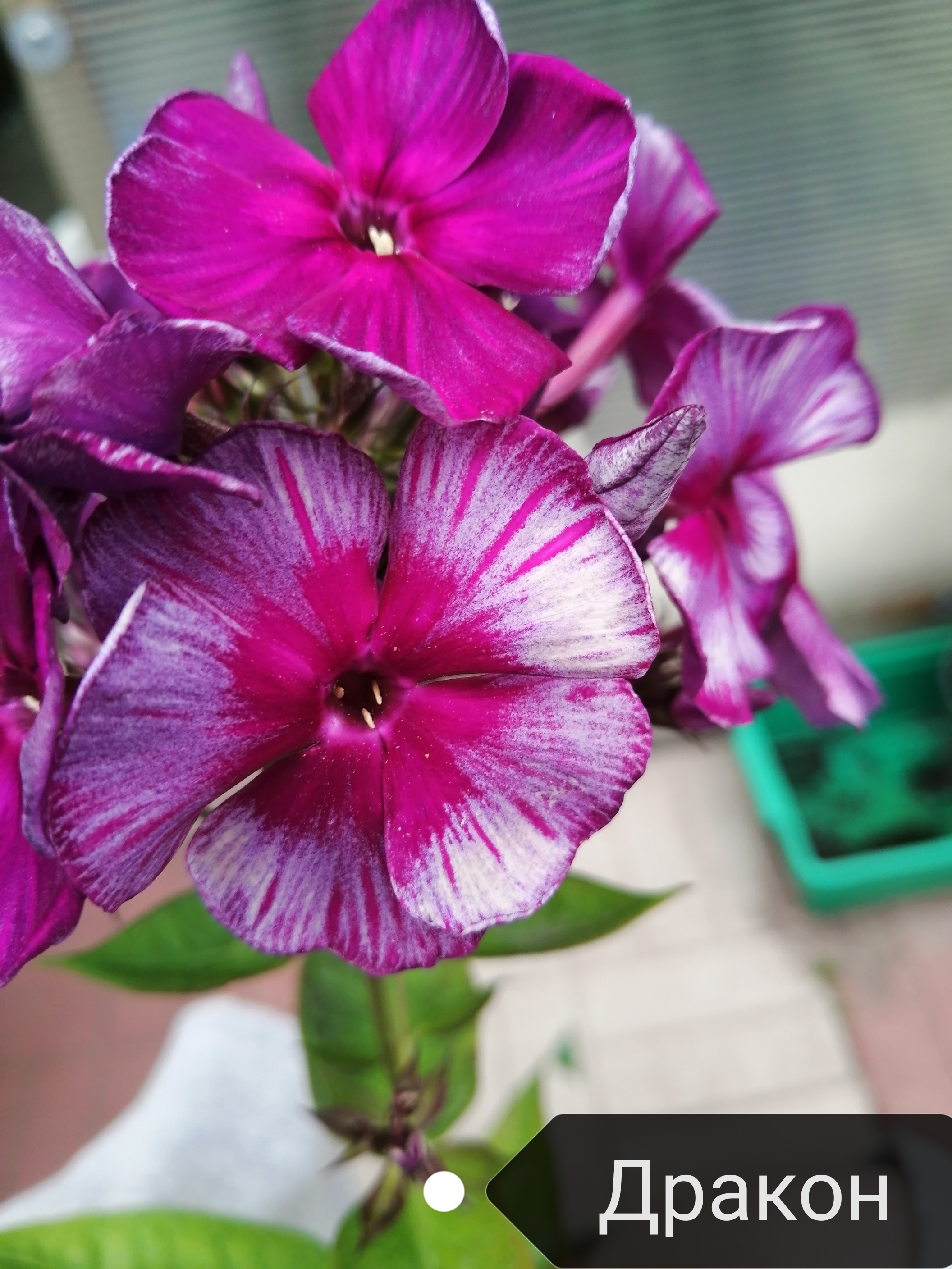 Флокс Дракон