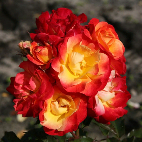 Роза дик костер фото и описание