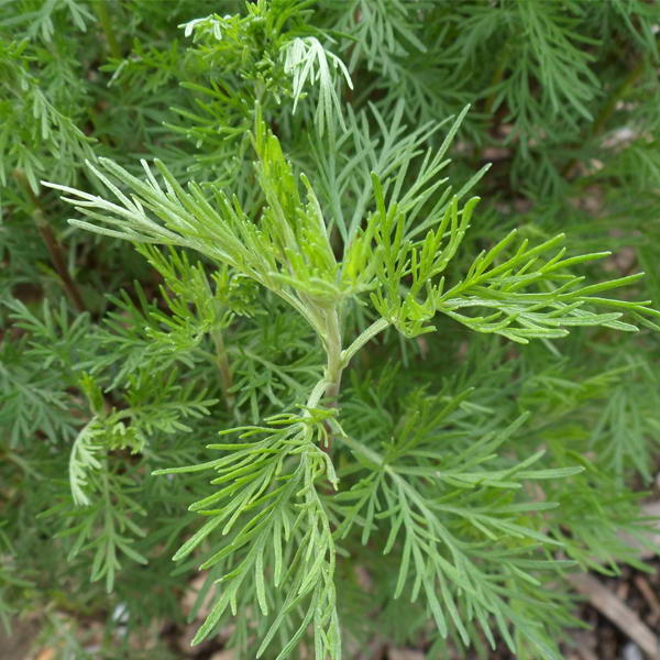 Артемизия (Полынь горькая, Французкий эстрагон) Cola Plant (Кола Плант)