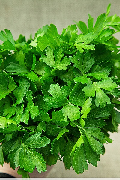 Петрушка листовая Итальянский гигант 10 гр цв.п.