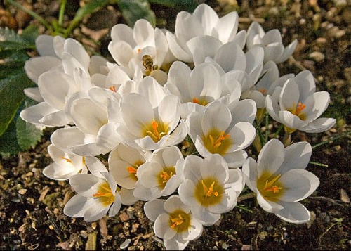chrysanthus Ard Schenk (Лук. в уп. 25)