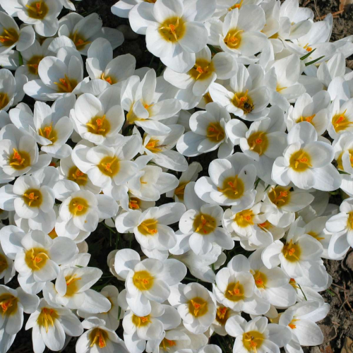 chrysanthus Ard Schenk (Лук. в уп. 25)