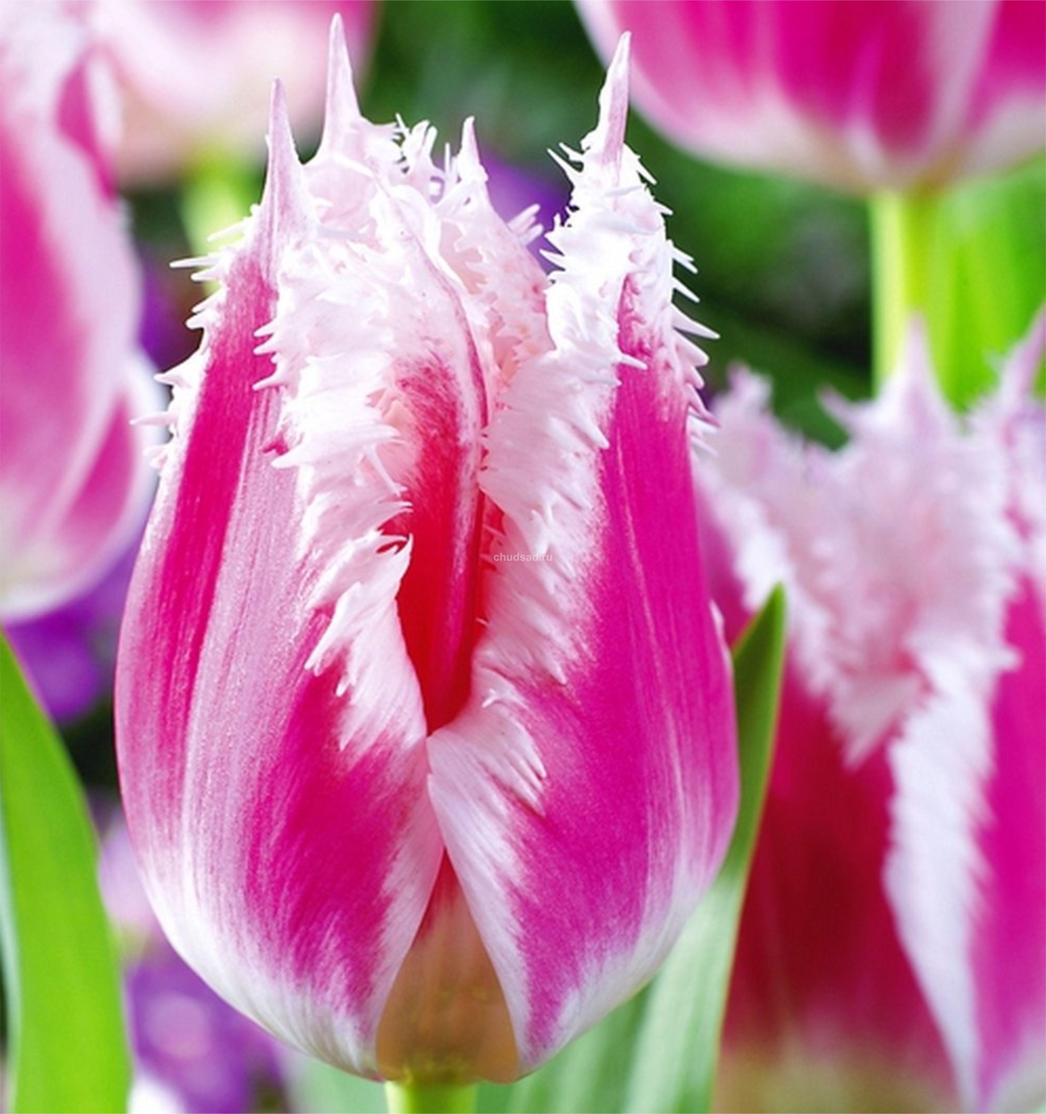 Новогодняя заставка джингл белс. Jingle bells анимация. Джингл у канала. Christmas jingle bells. Jingle bells.