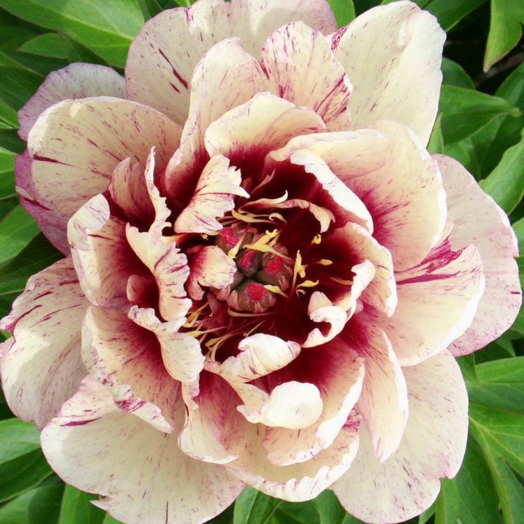 Paeonia itoh All That Jazz. КФХ