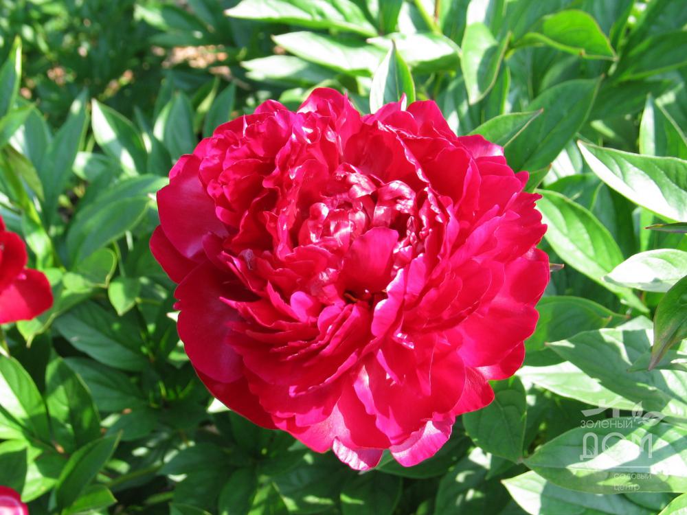 Пион феликс крауссе фото Paeonia Felix Crousse. КФХ