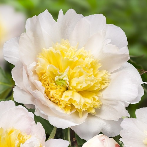 Paeonia Honey Gold