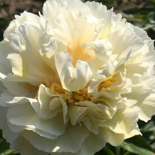 Пион гранд массив фото и описание Paeonia Grand Massive. КФХ