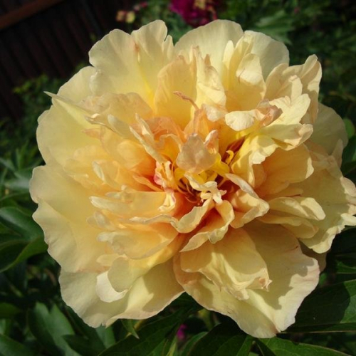 Paeonia itoh Canary Brilliants