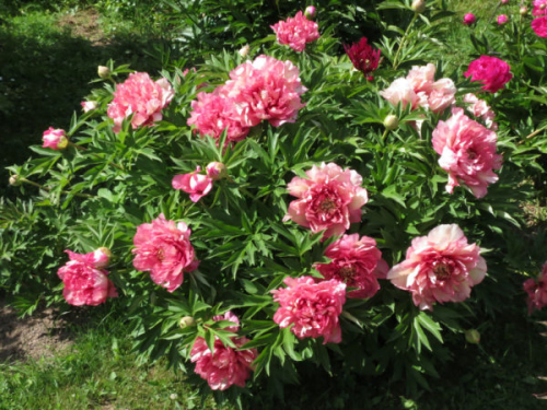 Paeonia itoh Hillary