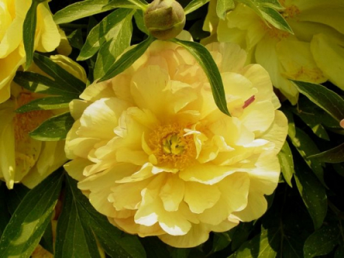 Paeonia itoh Amy Jo