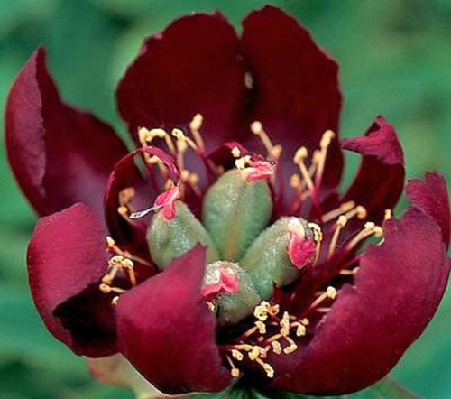 Paeonia itoh Lafayette Escadrille