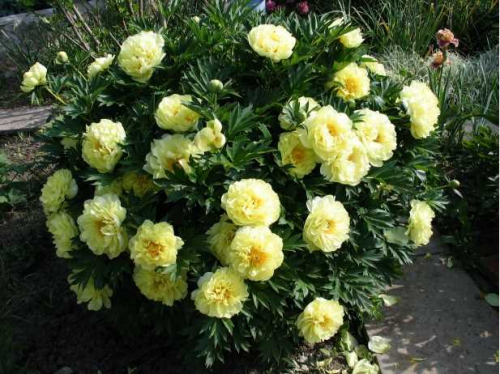 Paeonia itoh Bartzella