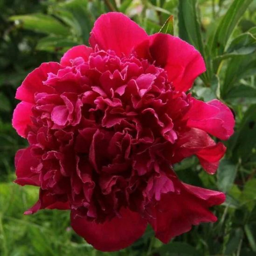 Paeonia Inspecteur lavergne