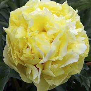 Paeonia itoh Duchesse de Lorraine