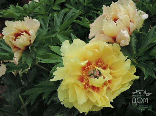 Paeonia itoh Border Charm