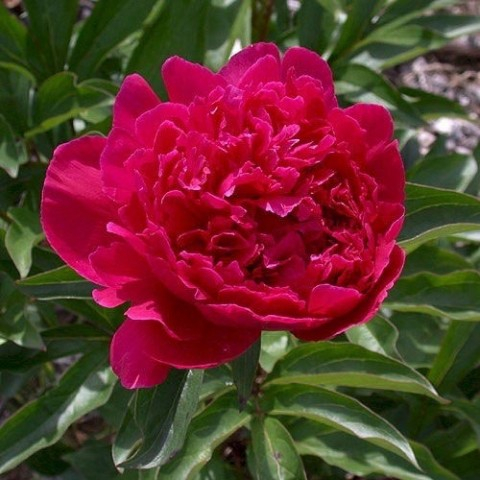 Paeonia Irwin Altman