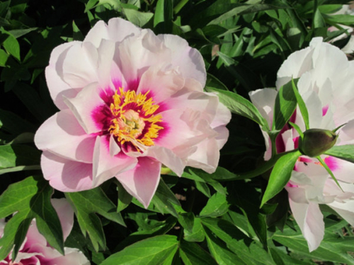 Paeonia itoh Luxuriant