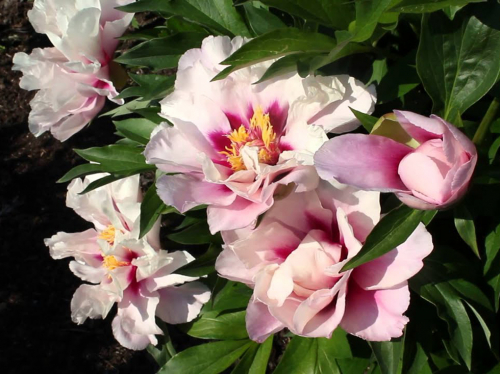 Paeonia itoh Cora Louise