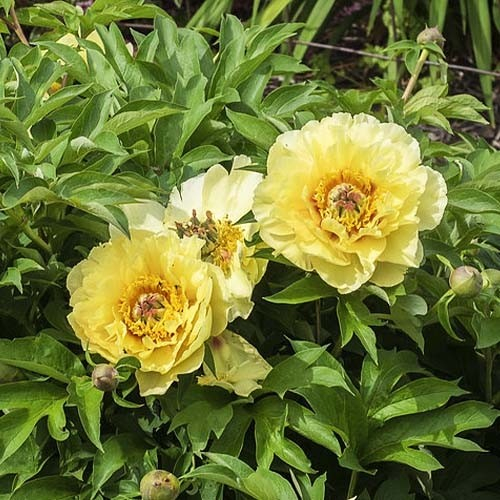 Paeonia itoh Garden Treasure