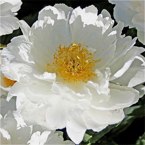 Paeonia In Full Sail