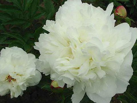 Paeonia Iceberg