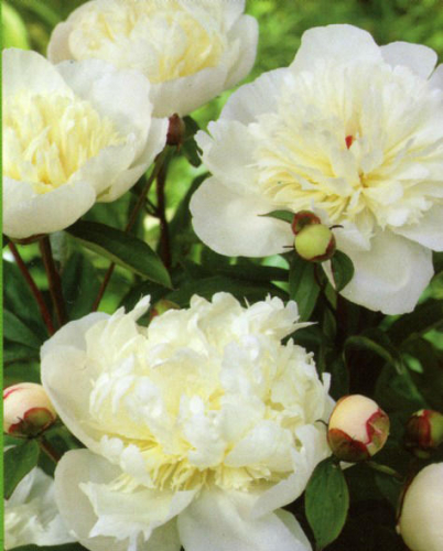 Paeonia Immaculée