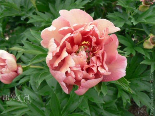 Paeonia itoh Berry Garcia