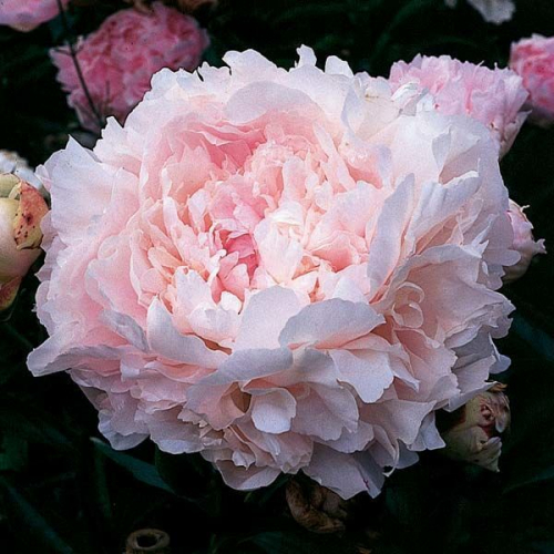 Пион долородел фото Paeonia Dolorodell. КФХ